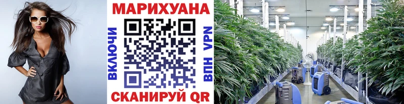 Каннабис сатива Дудинка